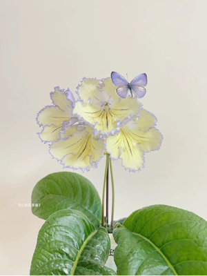 进口堇兰盆栽 苦苣苔 花期长 多年生 室内开花300天 耐旱耐阴