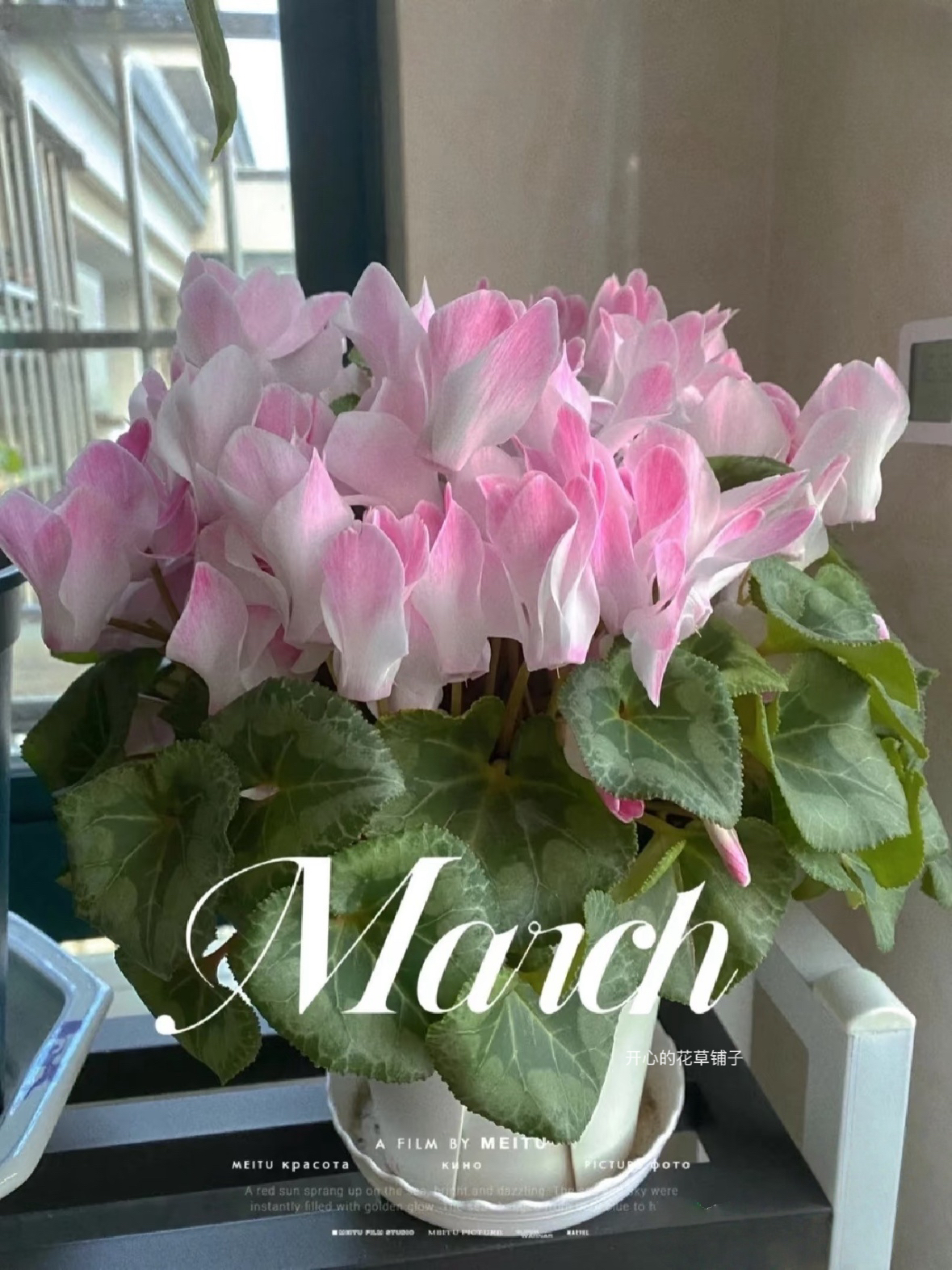 带花香仙客来盆栽带花丁香之青芳香之青耐寒冻多年生庭院阳台花园