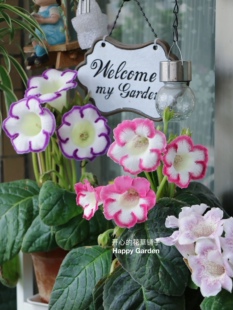 进口大岩桐盆栽好养富贵芙蓉花 多年生 耐热庭院阳台室内