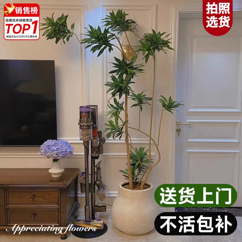 金心百合竹真绿植室内大型植物盆栽客厅落地盆景办公室龙血树好养