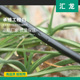 16单孔贴片式 草莓滴灌带农用滴水微喷带大棚蔬菜节水灌溉浇水神器