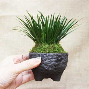 苔藓景观小盆栽室内植物菖蒲草 金钱菖蒲 贵船苔 黄金姬菖蒲 绿植