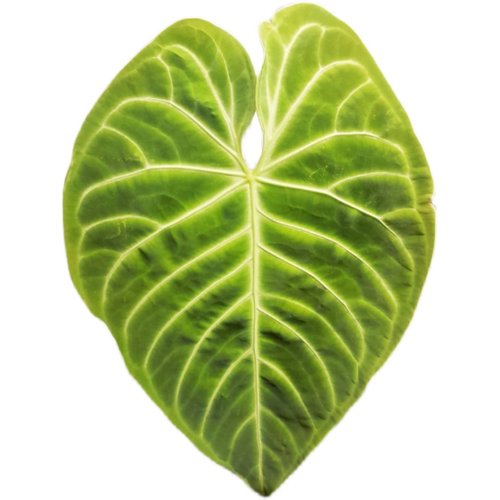 浇浇植物帝王花烛Anthurium regale天南星科Q观叶脑纹原种进口花