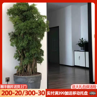 羽叶福禄桐盆栽名贵金q钱兜室内大型盆栽客厅办公室净化空气绿植