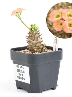 【朴原】美花念珠 Eupmhorbia parvimedusae hyb. 潮流块根多肉