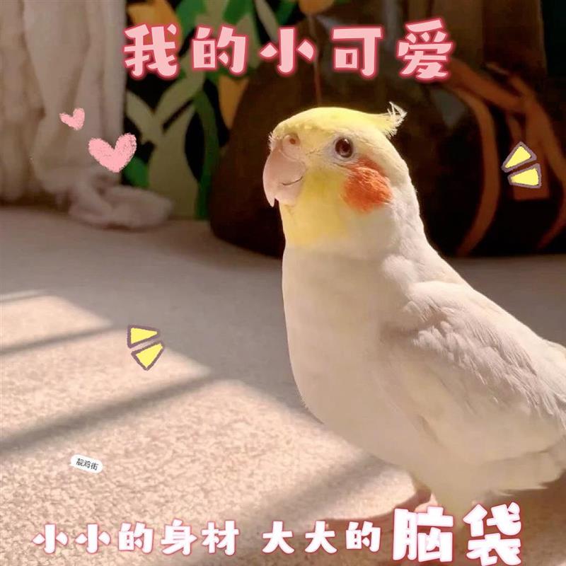 玄凤鹦鹉雏鸟白子幼鸟半毛纯手养亲人牡丹鸟观赏活物小型可爱宠物