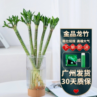 龙竹富贵竹水培植物粗杆带根室内客厅招财水养开运竹桌面盆栽绿植