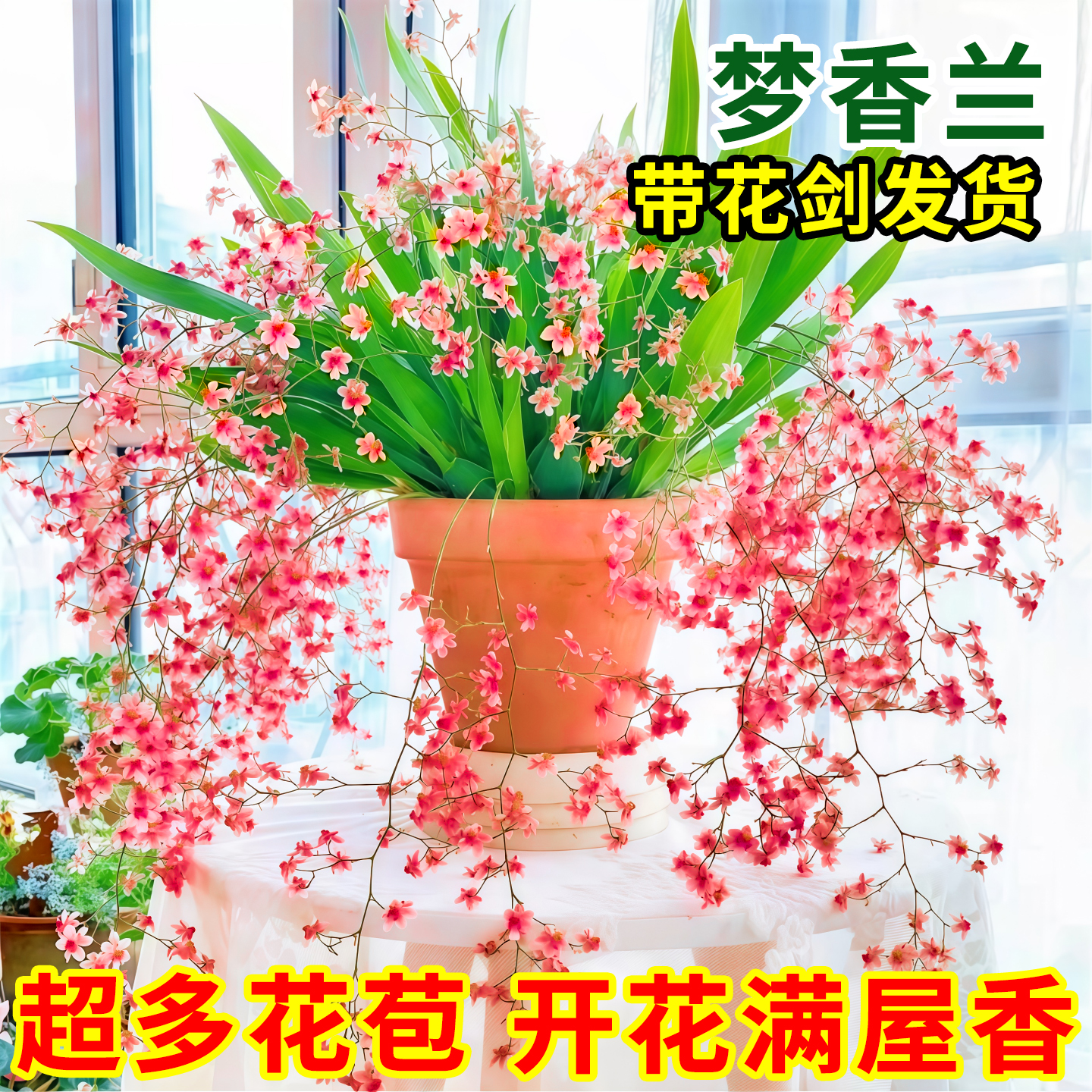 多花剑文心兰盆栽带花苞梦香兰