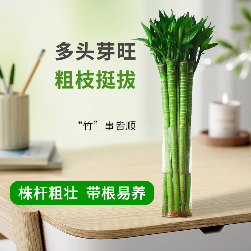龙竹富贵竹多头带根水养节节高文昌竹客厅办公桌水培植物大支粗杆