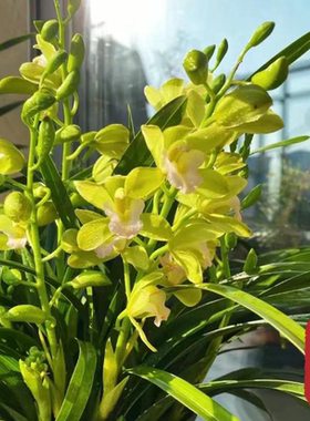 兰花苗精品四季建兰大凤素室内办公室绿植盆栽浓香型产地直发好养