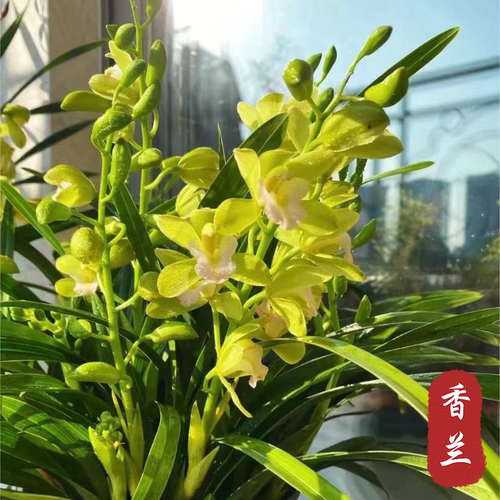 兰花浓香型当年开花好养易活