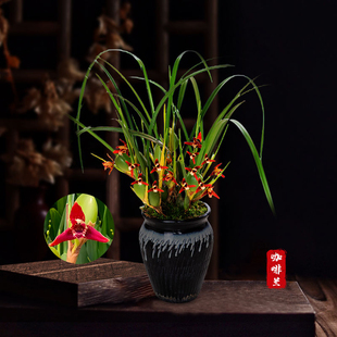 浓香型 兰花咖啡兰腋唇兰大盘高端盆栽带花苞国宝级细叶绿植开花