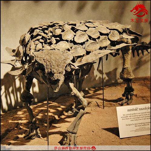 仿真甲龙骨架化石大型灭绝生物骨架模型定制动物骨骼展示模型图片