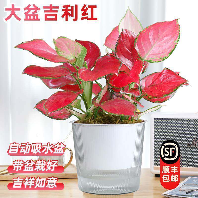 吉利红如意皇后竹芋盆栽室内耐荫四季好养绿植桌面水培植物万年青