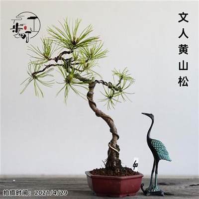 黄山松茶桌盆景造型盆栽微型植物老桩迎客松室内阳台好养一物一拍