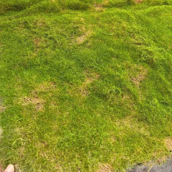 彷真永生苔藓草坪绿植墙青苔草坪场景橱窗假苔藓森林系列软装装饰