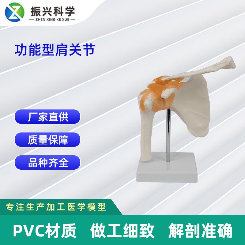 功能型关节合集 人体关节模型教学器材 教学演示用品关节骨骼