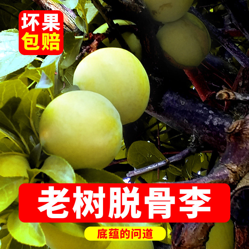 四川脱骨李子正宗现摘新鲜特大脆甜当应季孕妇助农批发五月青脆李