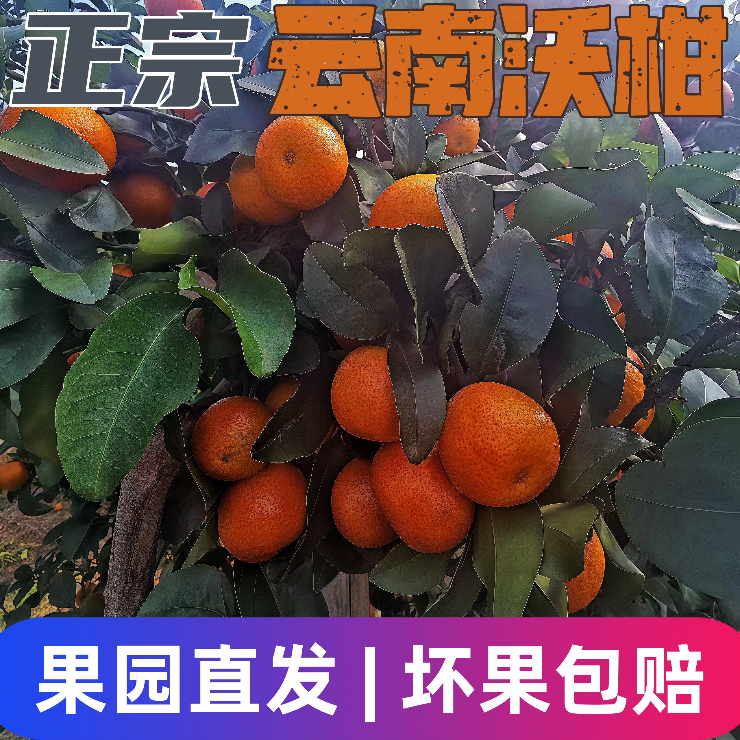 沃柑云南高山原产地直发10斤一整箱当季精品无籽新鲜沃柑正宗
