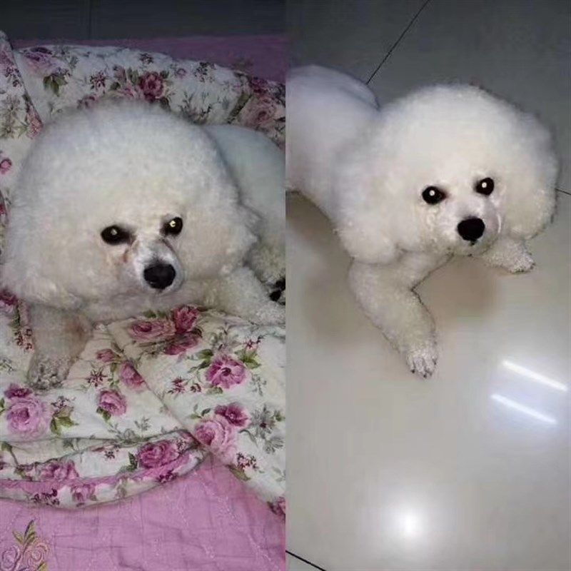 新品滴眼液治狗狗流泪博美去泪痕用品G小狗比熊犬去泪痕药眼部清