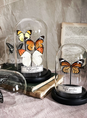 热销昆虫蝴蝶标本科普植物标本摆B件玻璃罩书房复古陈列防尘罩展