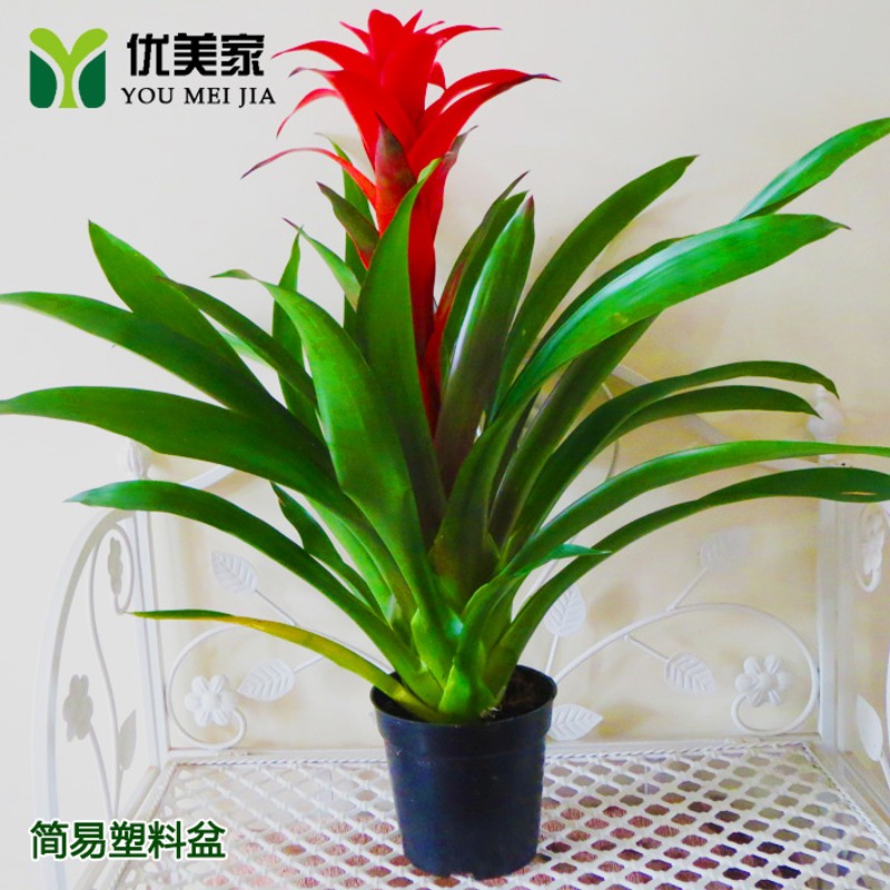 鸿运当头盆栽凤梨花室内u花卉办公室绿化送礼开花植物大型绿植