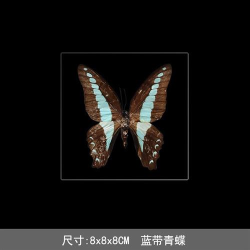 透明树脂内嵌标本仿真圆形动植物标本墙雕塑展示摆件家居装饰造型