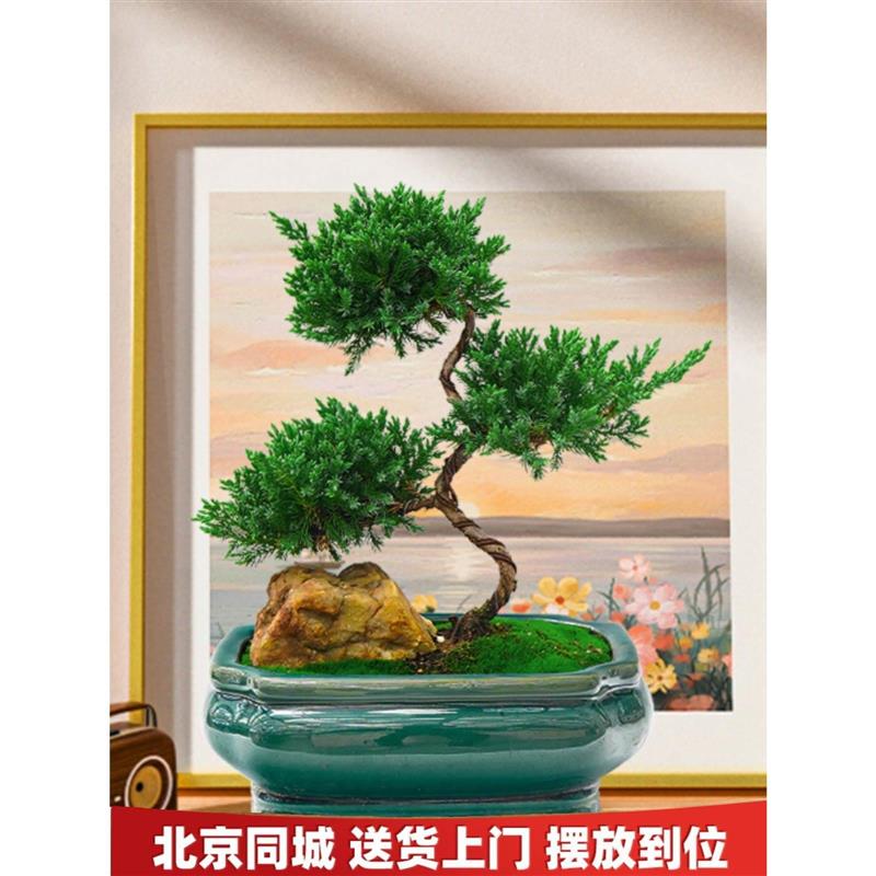 迎客松盆景桌面摆件盆栽四季常青真树室内客厅办公室绿植好养松树