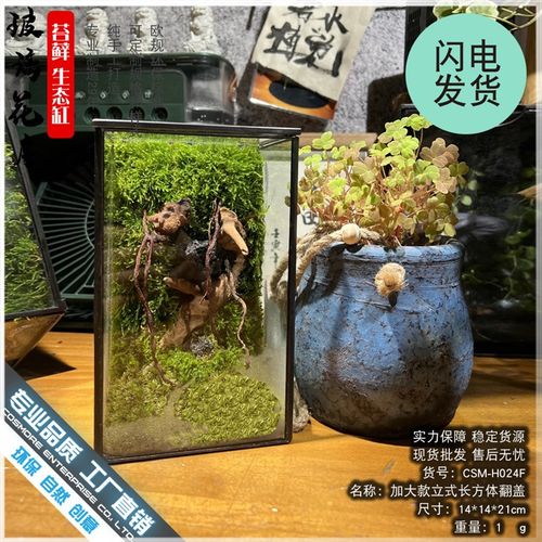 苔藓沉木微景观雨l林缸生态瓶造景几何玻璃花房创意植物盆景长方