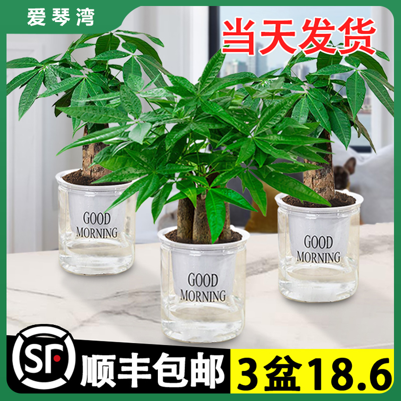 发财树小盆栽花卉绿植物办公室内吸甲醛绿萝文竹水培发财树好养活