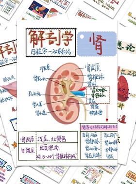 128张日常人体解剖医学贴纸人体器官知识点便利贴医学生笔记贴纸手账手机壳笔记本电脑桌面防水贴画diy