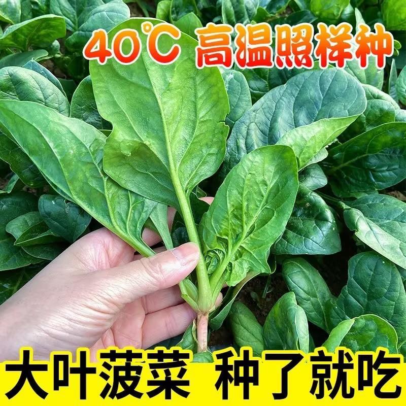 高产四季大叶菠菜种子耐热
