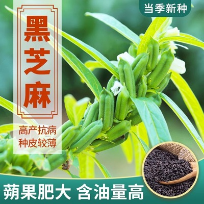 黑芝麻种子籽孑早熟高产含油