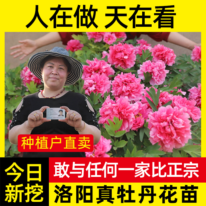 牡丹花苗洛阳盆栽正宗大带苞