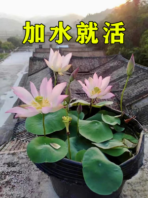 碗莲籽水培植物四季花卉子