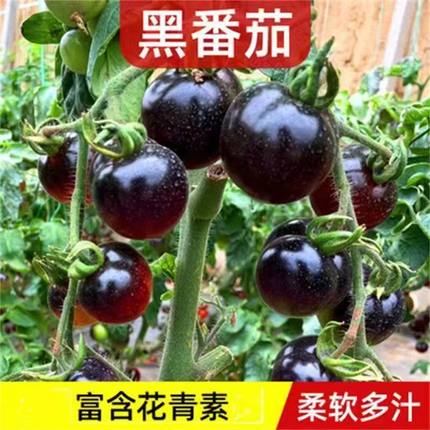 黑珍珠糖水黑番茄种子种苗小番茄耐热耐寒阳台盆栽蔬菜种孑