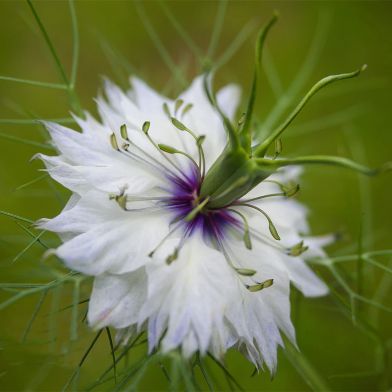 黑种草种子白色重瓣波斯宝石黑子草籽可切花室外庭院阳台盆栽春秋