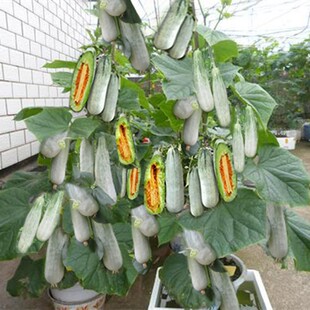羊角酥瓜甜瓜種子四季 播田園陽臺盆栽薄皮甜羊角脆羊角蜜香瓜種苗