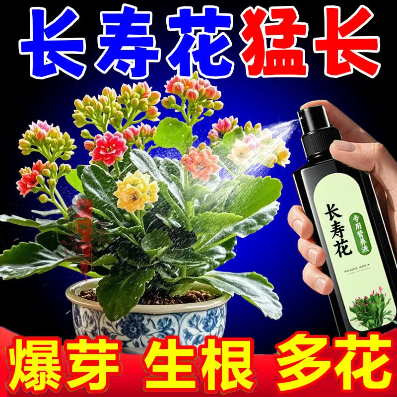 长寿花专用免稀释专治黄叶不开花