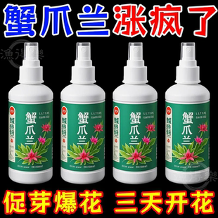 蟹爪兰专用营养液肥料养花肥料蟹爪兰四季 开花免稀释养花专用肥料