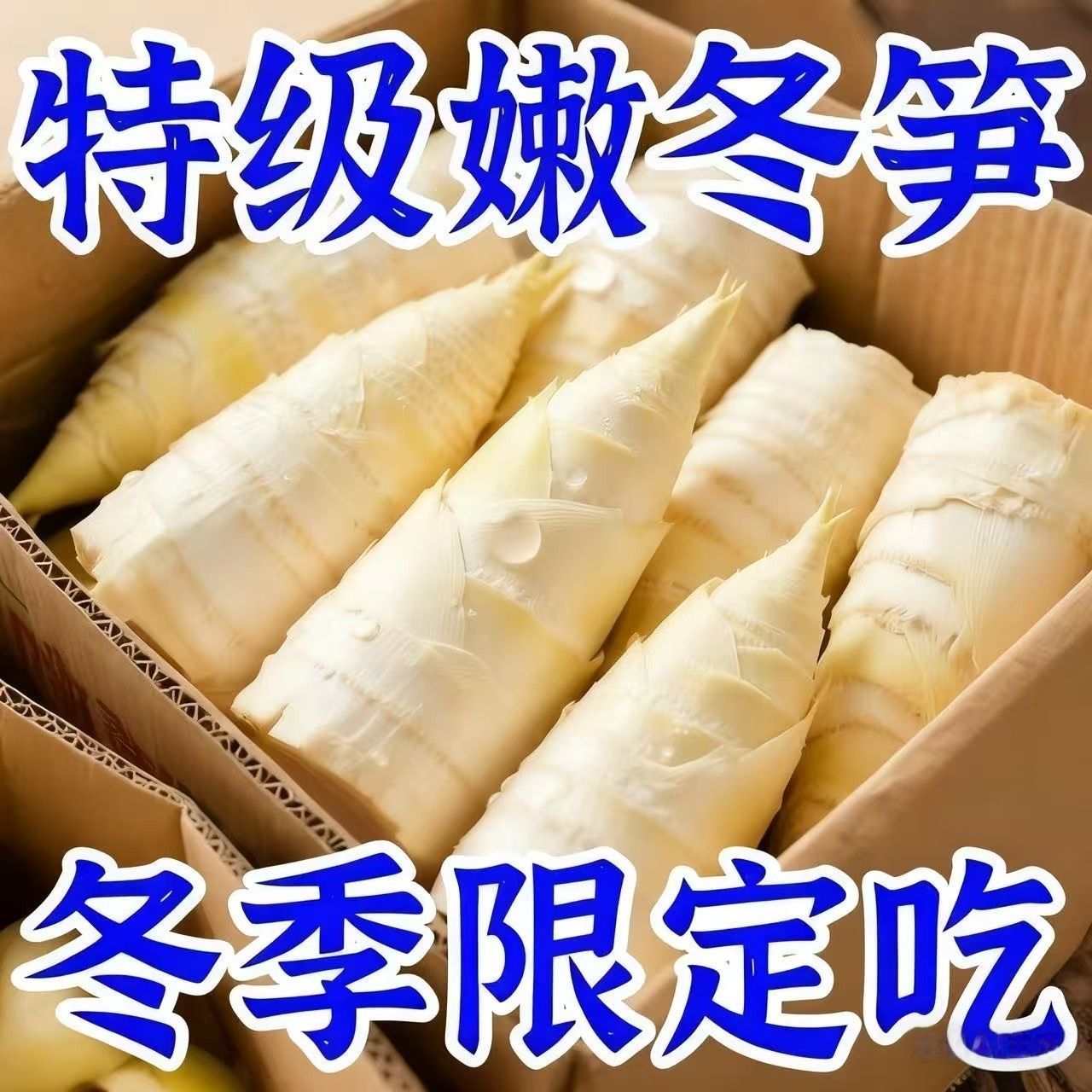 【日期新鲜】新鲜冬笋野生竹笋清水水煮冬笋袋装火锅煲汤百搭食材