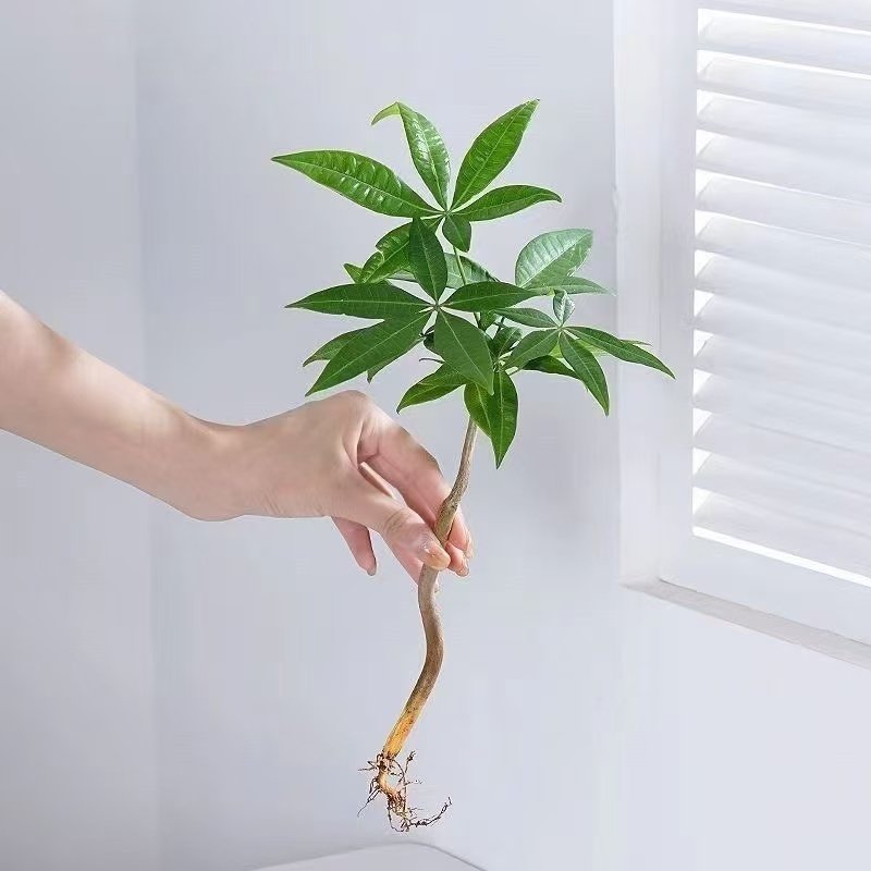 发财树水培植物小盆栽室内客厅办公室桌面四季好养活水养绿植花卉