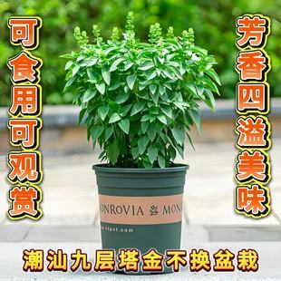 金不换盆栽可食用九层塔罗勒植物新鲜鱼香草苗调味潮汕薄荷叶