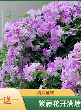 爬藤植物蒜香藤花苗 紫铃藤 漂亮藤本花卉花多好养庭院绿篱盆栽花