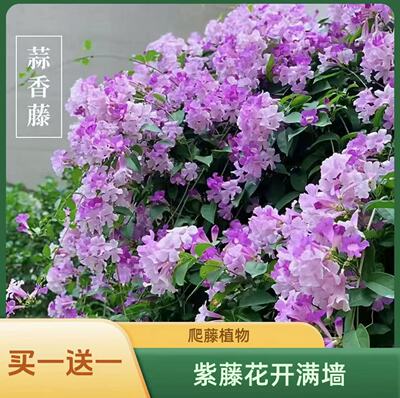 爬藤植物蒜香藤花苗 紫铃藤 漂亮藤本花卉花多好养庭院绿篱盆栽花