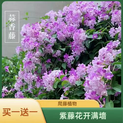 爬藤植物蒜香藤花苗 紫铃藤 漂亮藤本花卉花多好养庭院绿篱盆栽花
