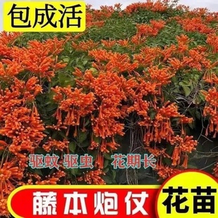 爬藤植物炮仗花苗盆栽四季常绿爬藤植物攀爬庭院围墙垂吊鞭炮花苗