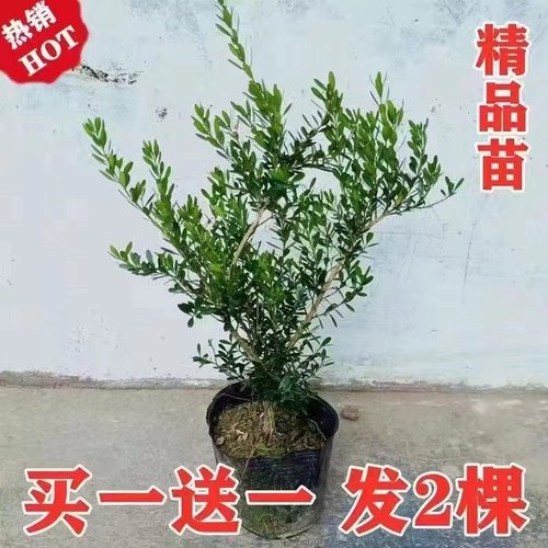 雀舌皱皮黄杨盆景四季常青