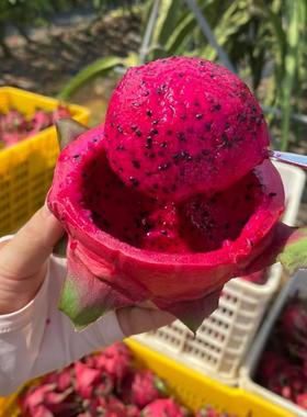 海南金都一号红心火龙果大果礼盒 顺丰陆运发货