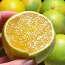 云南哀牢山冰糖橙 清甜口感几乎无酸入口舒服